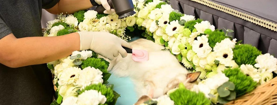 반려동물장례지도사가 하는 일과 현장의 하루