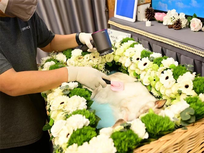 반려동물장례지도사의 창업 및 커리어 전망